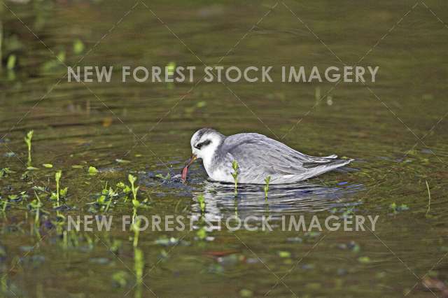 Grey Phalarope  03