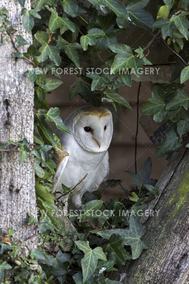 Barn Owl 03