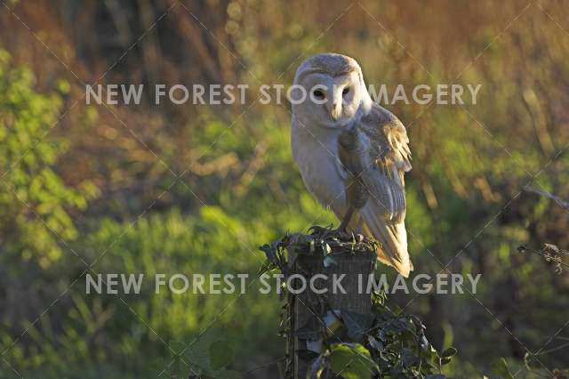 Barn Owl 04