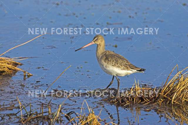 Black-tailed Godwit 01