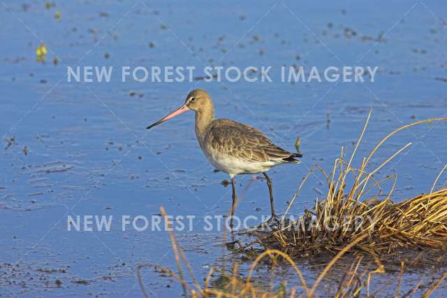 Black-tailed Godwit 02