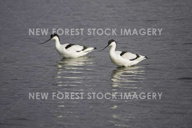 Avocet 01