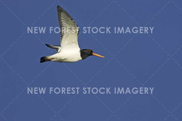 Oystercatcher 02