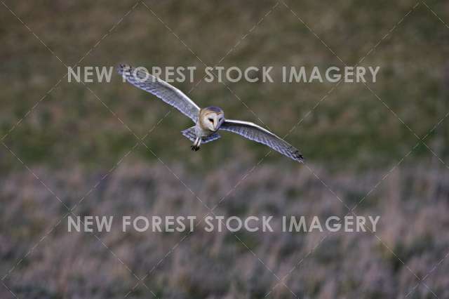 Barn Owl 06