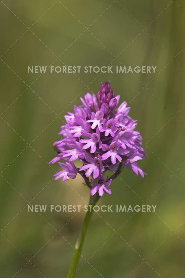 Pyramidal Orchid 01