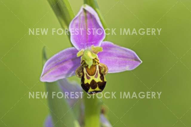 Bee Orchid 01