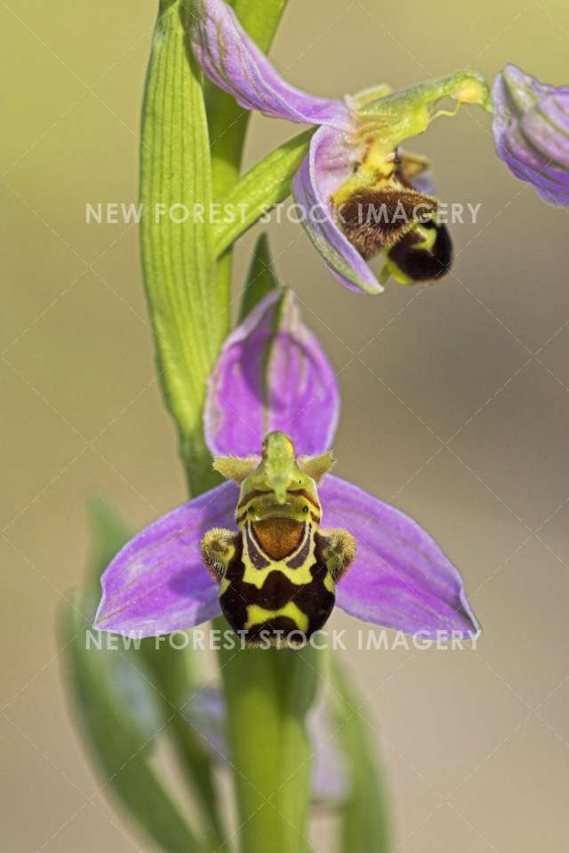 Bee Orchid 02