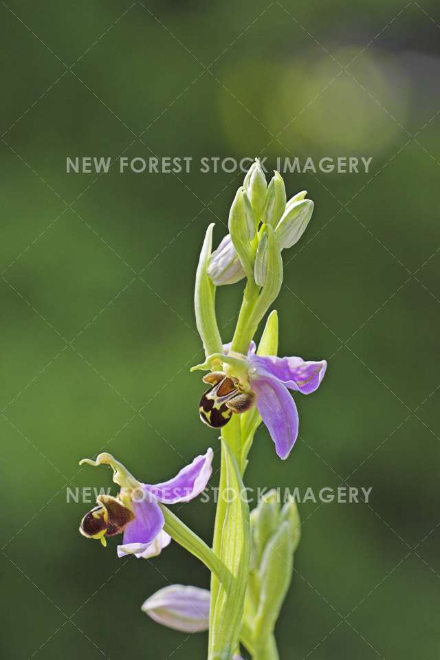 Bee Orchid 03