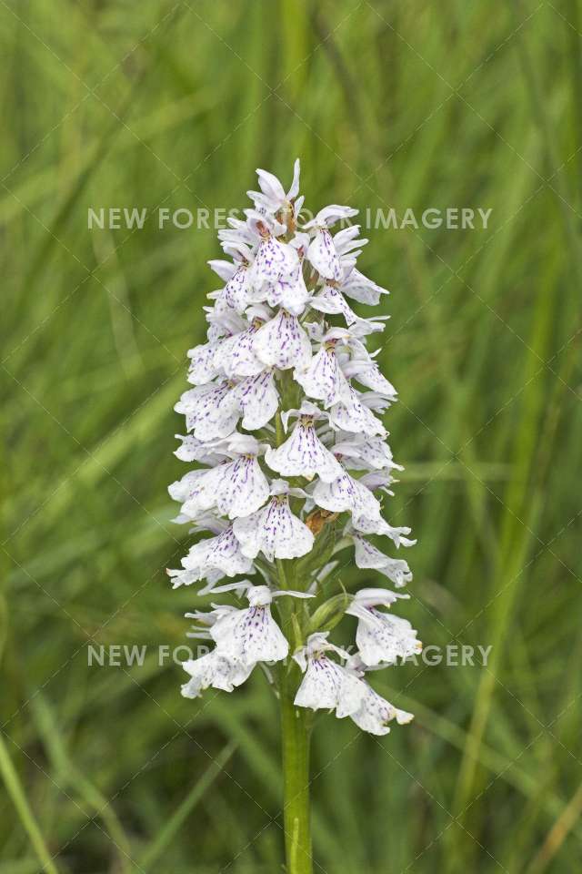 Heath Spotted Orchid 02