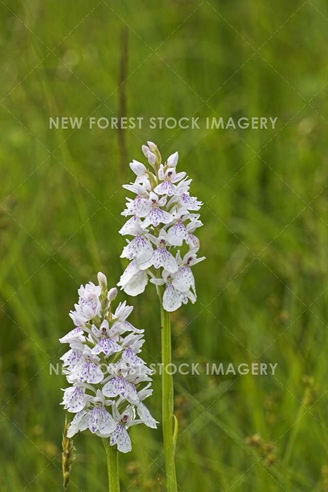 Heath Spotted Orchid 03