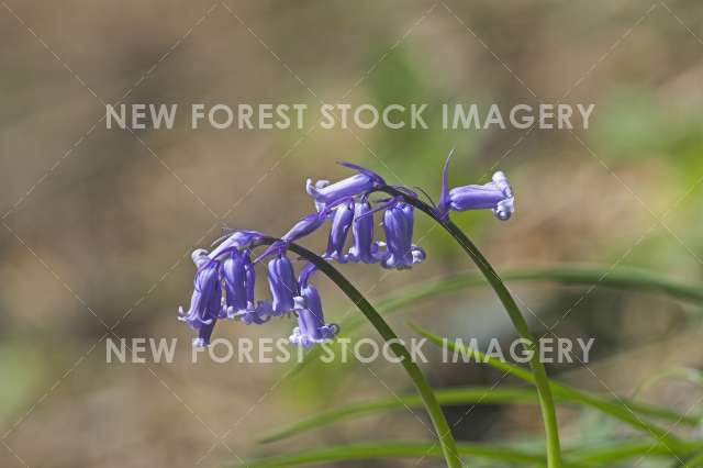 Bluebell 02