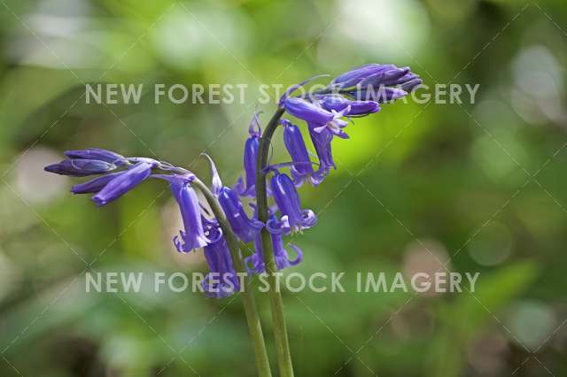 Bluebell 05