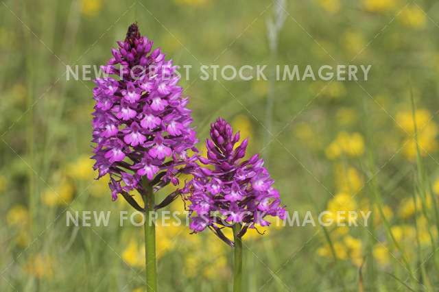 Pyramidal Orchid 02
