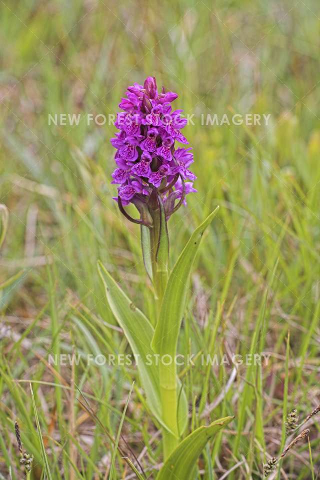 Early Marsh Orchid 01