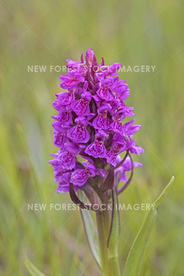 Early Marsh Orchid 02