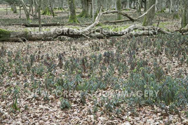 Wood Spurge 04