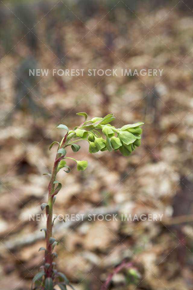 Wood Spurge 05