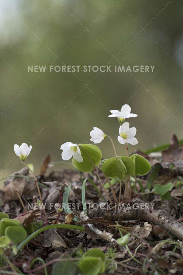 Wood Sorrel 01