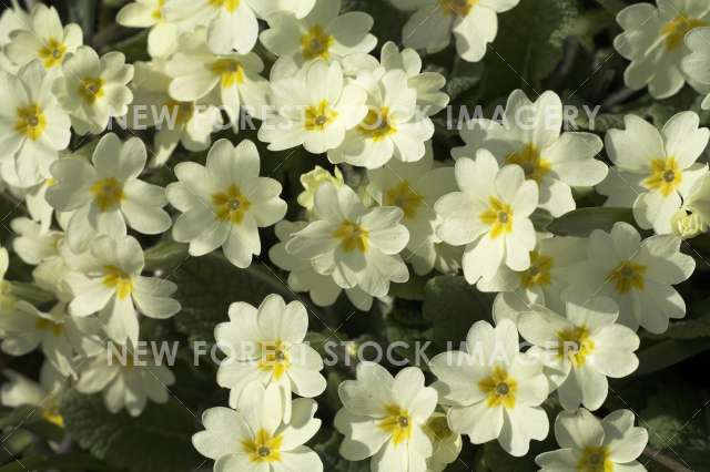 Primrose 03