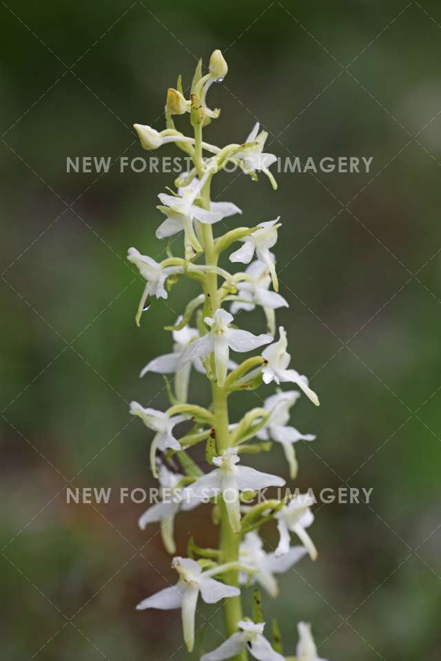 Lesser Butterfly Orchid 01