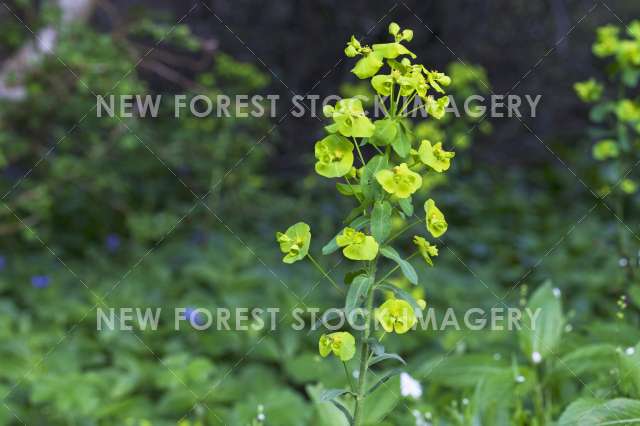 Wood Spurge 06