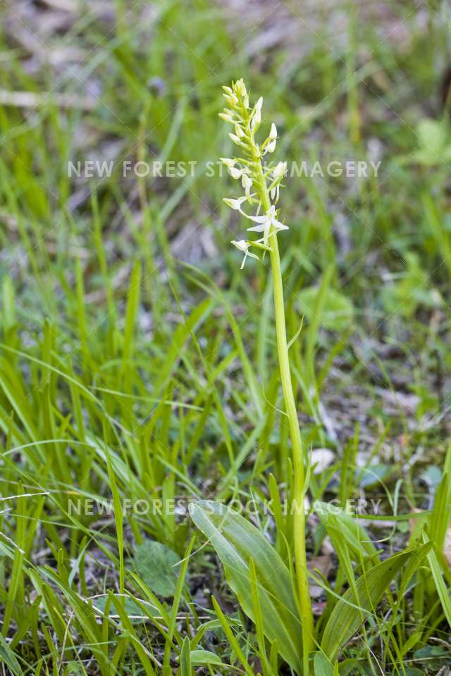 Lesser Butterfly Orchid 02