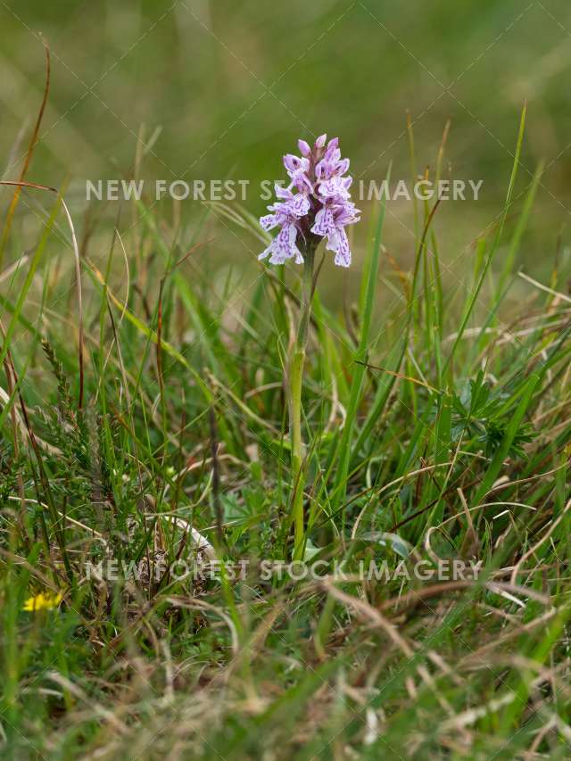 Heath Spotted Orchid 04