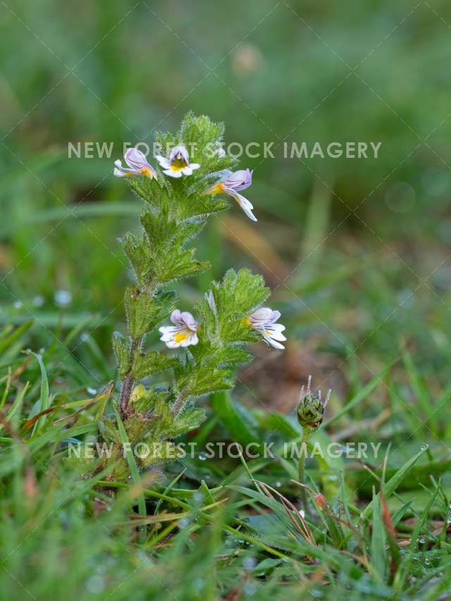 Eyebright 02