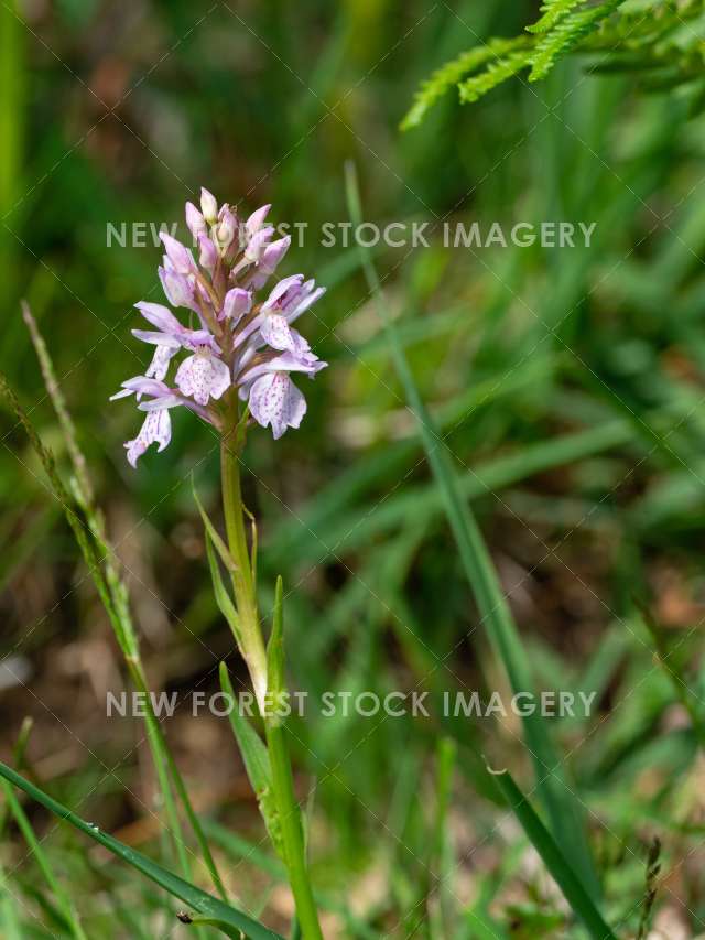 Heath Spotted Orchid 05