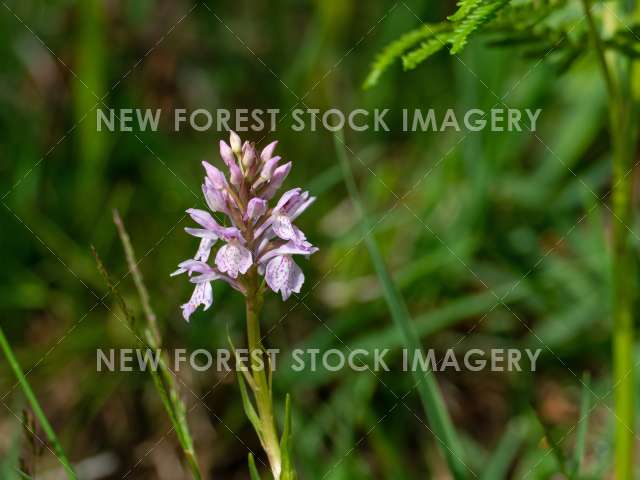 Heath Spotted Orchid 06