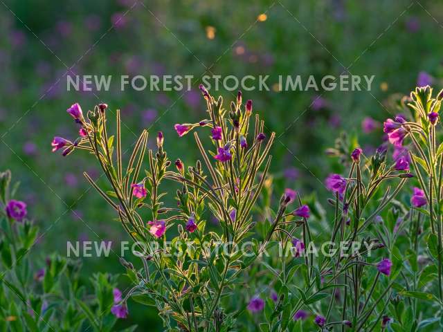 Great Willowherb 03