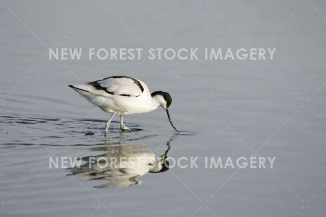 Avocet 04