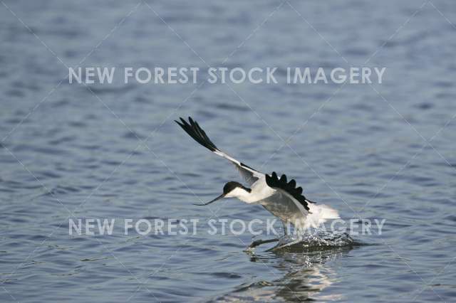 Avocet 06