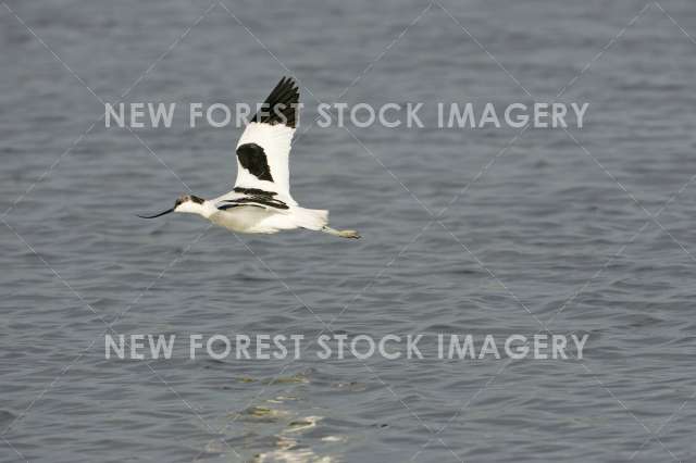 Avocet 07