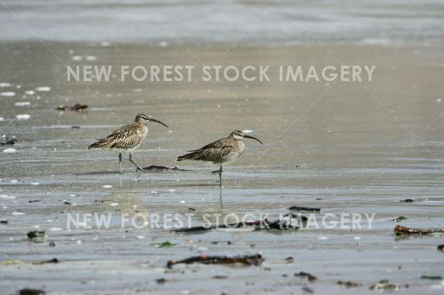 Whimbrel 02