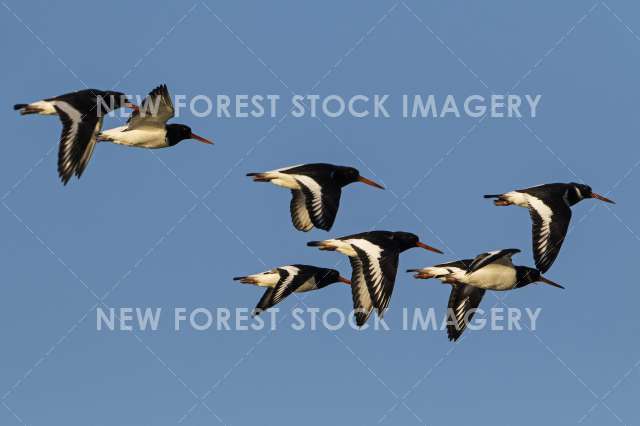 Oystercatcher 05