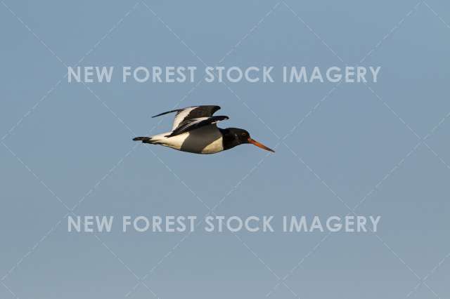 Oystercatcher 06