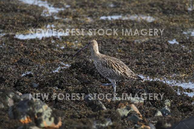 Curlew 05