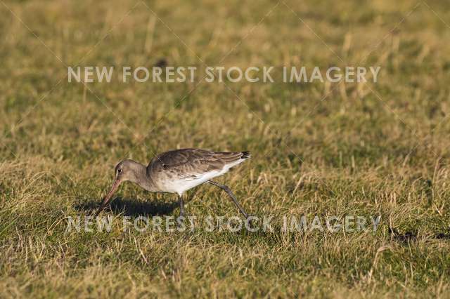 Black-tailed Godwit 06