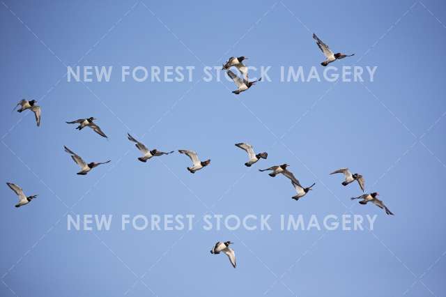 Oystercatcher 07