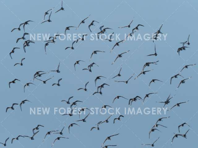 Black-tailed Godwit 08