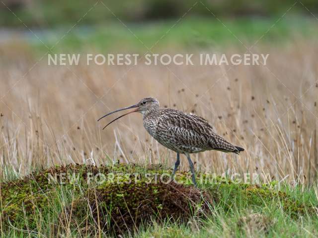 Curlew 07