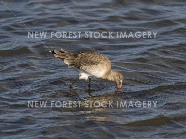 Black-tailed Godwit 10