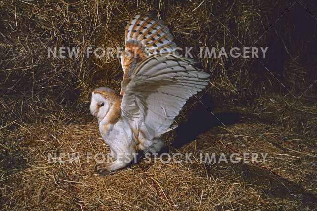 Barn Owl 09