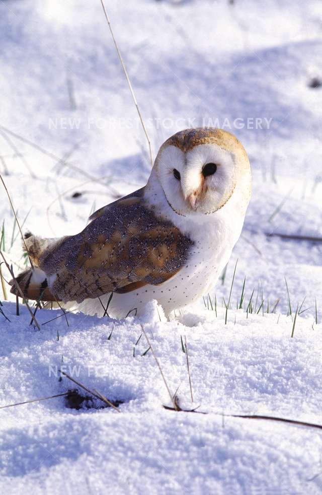 Barn Owl 13