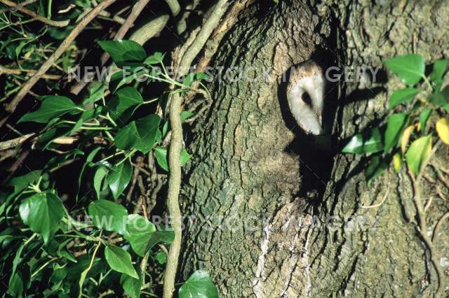 Barn Owl 14