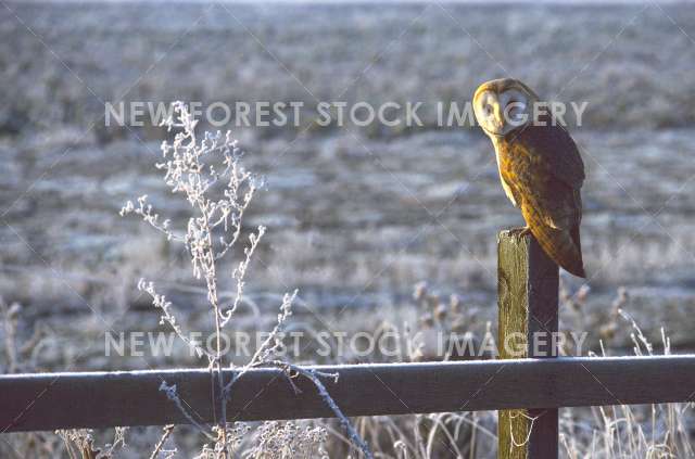 Barn Owl 17