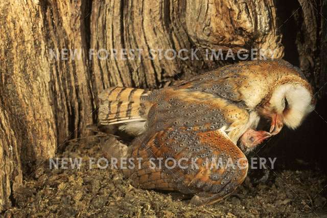 Barn Owl 19