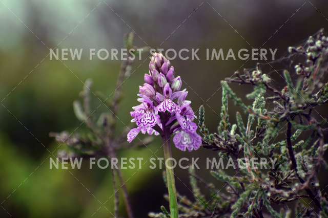 Heath Spotted Orchid 07