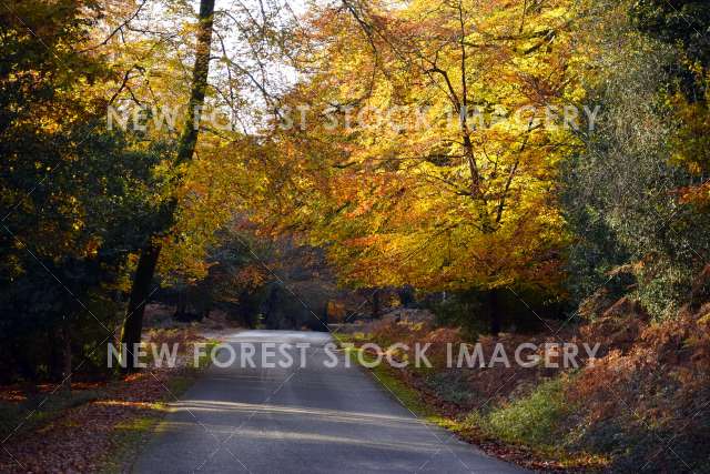 Bolderwood Road 01